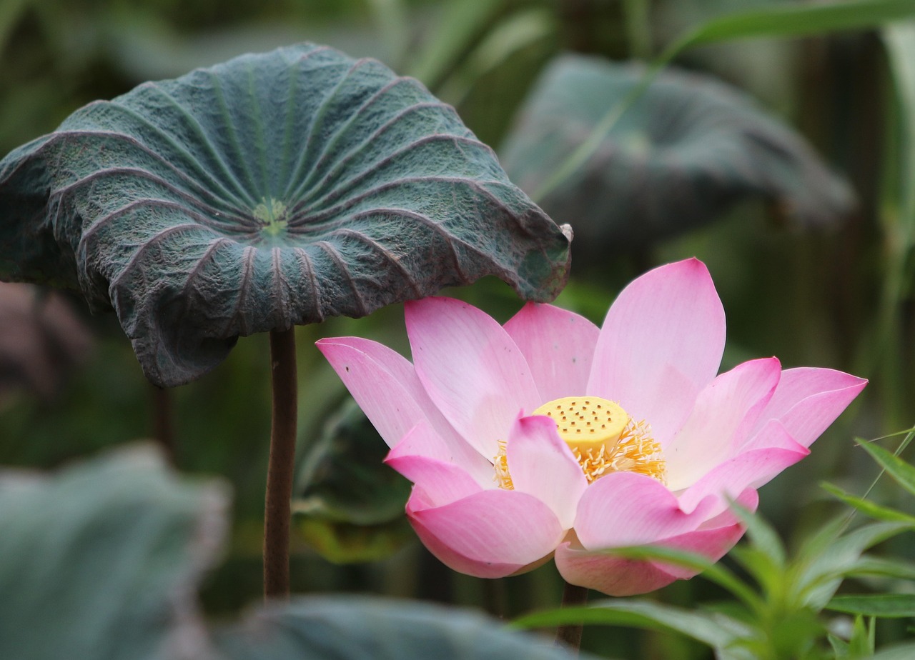 How to Win Real Money on Best Lotus365 Review India: Step-by-Step Guide for 2027